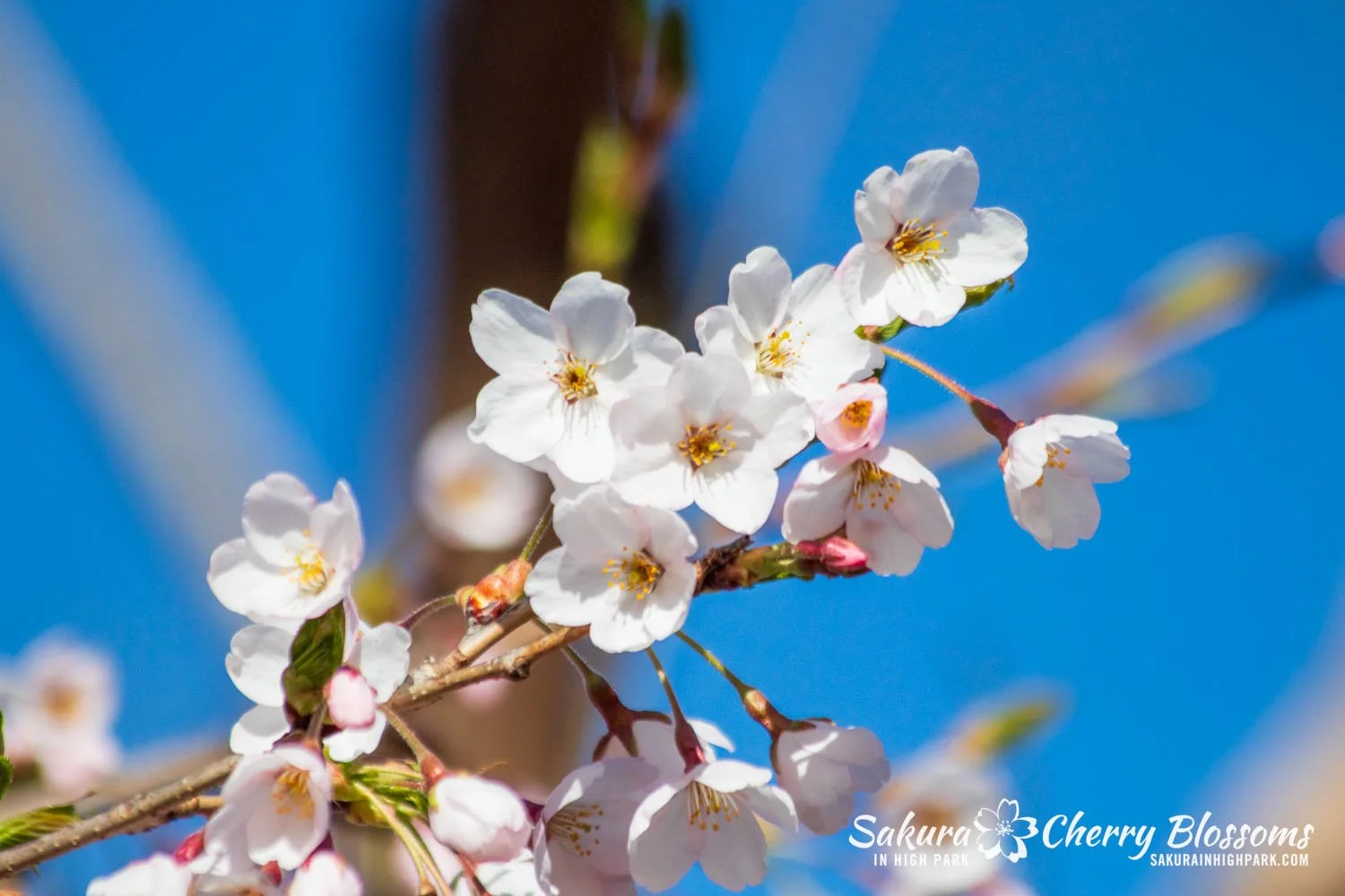 花冷え。開花宣言 Cherry Blossoms Are Blooming CD Play Cherry